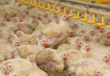 Қарағанды облысында жасанды интеллекті бар жаңа құс фермасы ашылды