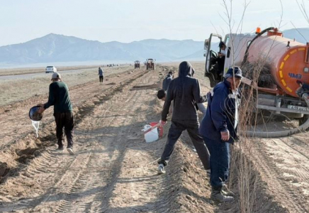 ТҮРКІСТАН: Созақтағы «Жасыл белдеу» 3 шақырымға ұлғайды