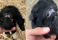 Қызылорда облысында "қорқынышты лақтың" дүниеге келгені туралы ақпарат тарады