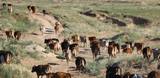 Батыс Қазақстан облысында 5 мыңнан астам мал жұқпалы ауруға шалдықты