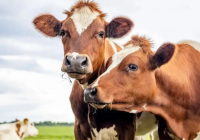 Қазақстан ірі қара мал етін экспорттауға квота енгізді