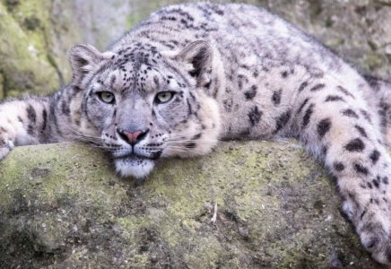 Қар барысы Қырғызстанның ресми символы болып бекітілді