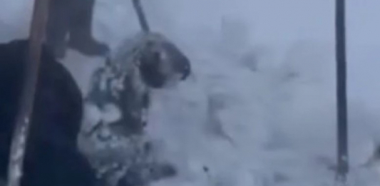 Боран кезінде тірідей көміліп қалған қойлар қар астынан шығарылды