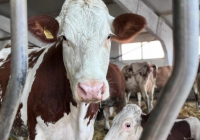 Алматы облысына Даниядан мыңға жуық сиыр жеткізілді