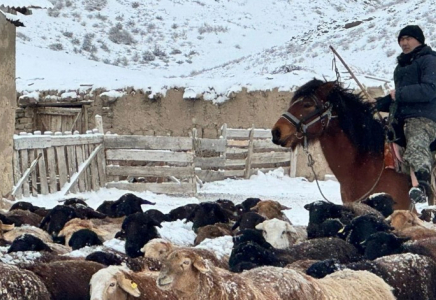 ​Шопандар зиянды жағдайда еңбек ететін жұмысшылар тізіміне енеді