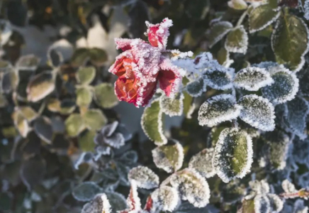 Қазақстанда қатты аяз болады: қаңтардағы ауа райы болжамы