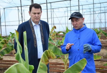  ТҮРКІСТАН: Отырарда банан өсіріле бастады