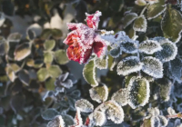 Қазақстанда қатты аяз болады: қаңтардағы ауа райы болжамы