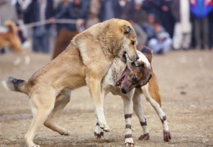 Алматы облысында ит төбелесін ұйымдастырғандар іздестіріліп жатыр