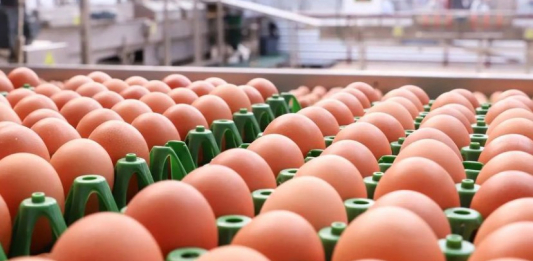 Елімізге шетелден жұмыртқа әкелуге уақытша тыйым салынды