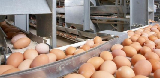Жамбыл облысында жылына 60 млн инкубациялық жұмыртқа өндіретін кәсіпорынның құрылысы басталды