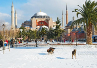 Ыстамбұлда көшедегі иттерді тамақтандыруға тыйым салынды