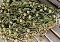 Ресей елшілігі адыраспанға қатысты қазақстандықтарға үндеу жасады