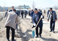 ТҮРКІСТАН: Отырарда 500 түп көшет отырғызылды