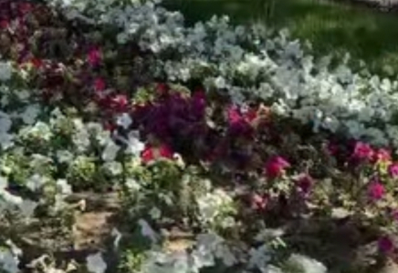 ​ШЫМКЕНТТІҢ ГҮЛДІ КЕЛБЕТІНЕ ЕРЕКШЕ НАЗАР АУДАРЫЛУДА