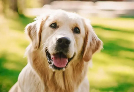 Қазақстанда ит асырайтын адамдарға салық салына ма - қаржы министрлігі мән-жайды түсіндірді