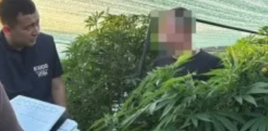 БҚО тұрғыны жасырын жылыжайда есірткі өсірген
