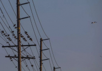 Электр сымындағы мұзды жалаң қолмен тазартқан полицейлердің әрекеті көпті сүйсінтті