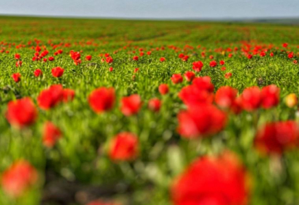 ТҮРКІСТАН: Қазығұртта Қызыл кітапқа енген Грейг қызғалдағы гүлдеді