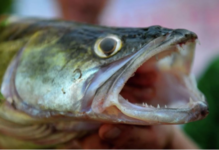 Қызылордада 254 млн теңгенің балығын шетелге заңсыз экспорттаған басшылар сотталды