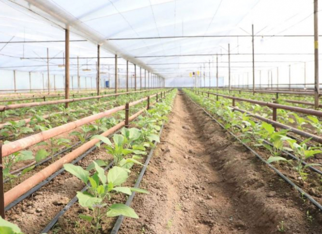 Түркістан облысында жылыжай шаруашылығы қарқынды дамыған