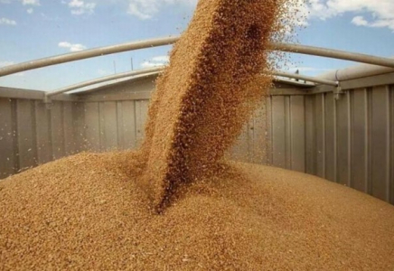 Астық экспорттаушылар жаңа өнімді ерте жөнелтсе, 2026 жылы субсидия алады