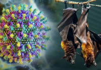 «Нипах вирусы тараған елдерге бармаңыздар»: комитет қазақстандықтарға ескерту жасады