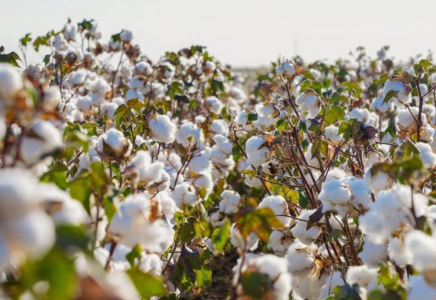 ТҮРКІСТАН: «Ауыл аманаты» бағдарламасы арқылы 4 мыңдай жоба қаржыландырылған