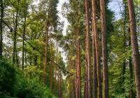 Алматының ботаникалық бағы 1 сәуірден бастап жаңа жұмыс кестесіне ауысады