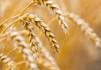 Қазақстан Тәжікстанға 1 млн тоннадан астам астық жеткізуге дайын