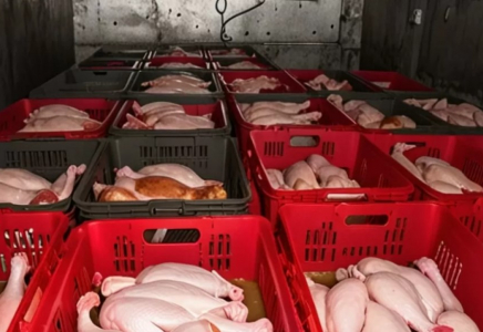 Қазақстанға Ресейден әкелінген 20 тонна құс еті кері қайтарылды