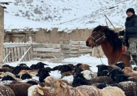 ​Шопандар зиянды жағдайда еңбек ететін жұмысшылар тізіміне енеді