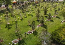 Түркістанда «Таза Қазақстан» аллеясы ашылды