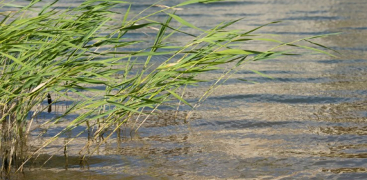 Қостанайда бір аптадан бері іздестіріліп жатқан бозбаланың мәйіті табылды