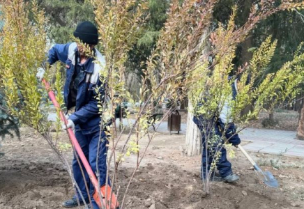 Шымкенттегі дендросаябақтың ғылыми әлеуеті мен гендік қоры нығаюда