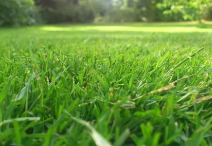 Алакөл мемлекеттік табиғи қорығында ауыл тұрғындарына шөп шабуға жер учаскелері бөлінеді