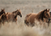 Ұлытау облысында жылқы іздеуге шыққан үш адам жоғалып кетті