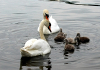 Маңғыстаудағы табиғатты қорғау инспекторлары аққулардың өлексесіне қатысты түсінік берді