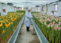 ТҮРКІСТАН: «Ботаникалық бақ» институтында қызғалдақтар қауыз жарды
