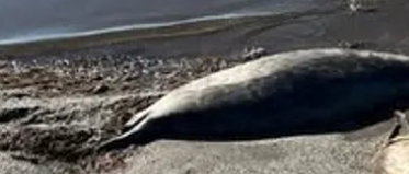 Каспий жағалауынан 70-тен аса өлі итбалық табылды