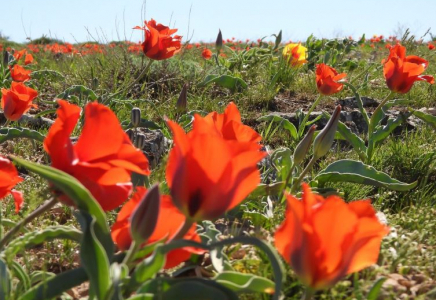 Түркістан облысында қызғалдақты қорғауға арналған экологиялық акция өтті