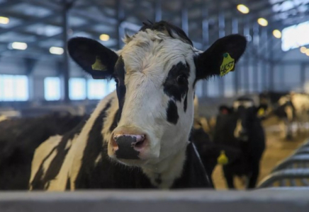 Шығыс Қазақстанда мыңнан астам ірі қараға арналған сүт фермасы ашылды