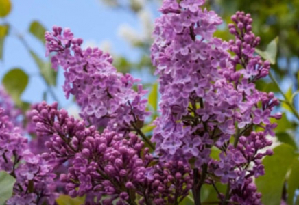 Сиреньнің де сұрауы бар: Рұқсатсыз жұлғандарға айыппұл салынады 