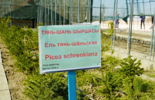 Түркістан облысында заманауи тұқымбақ көбейіп жатыр