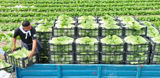 Түркістандық диқандар нарыққа қырыққабат шығаруды бастады