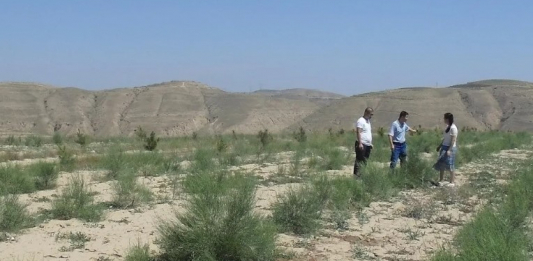 Маңғыстау облысында құм көшкінін тоқтату жұмыстары қарқын алды