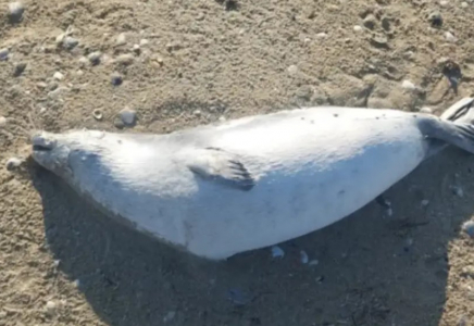 Каспий жағалауынан табылған итбалық өлекселерінің саны күрт өсті