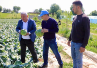 ТҮРКІСТАН: Сарыағашта қырыққабат өнімі жиналып жатыр