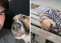 Алматы облысында ер адам әйеліне үргені үшін итті қақ маңдайынан атып кетті