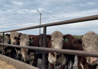 Атырау облысында ірі қарадан індет анықталды